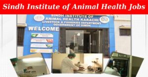 Sindh Institute of Animal Health Jobs